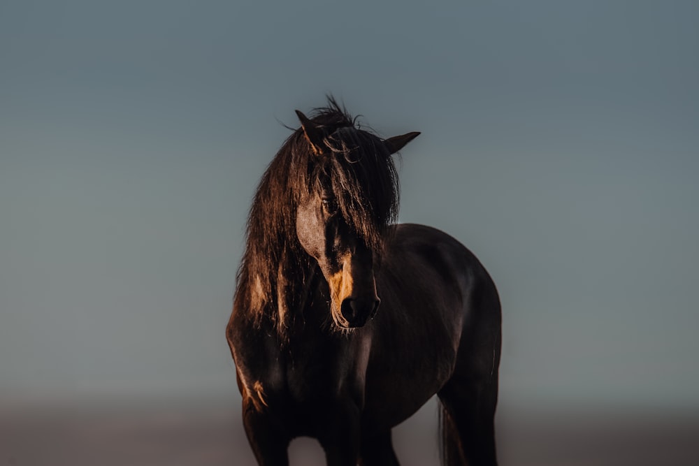 a black horse standing on top of a sandy beach