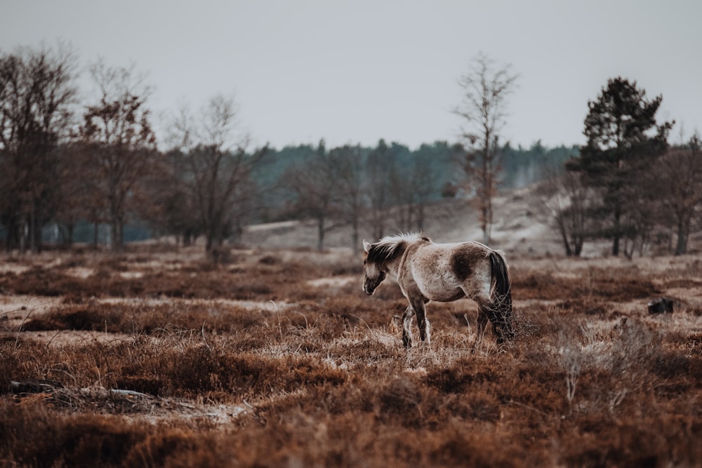 a horse standing in a field with trees in the background