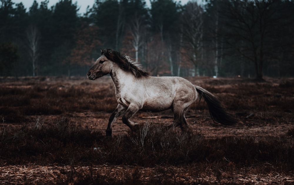 a white and black horse running through a field