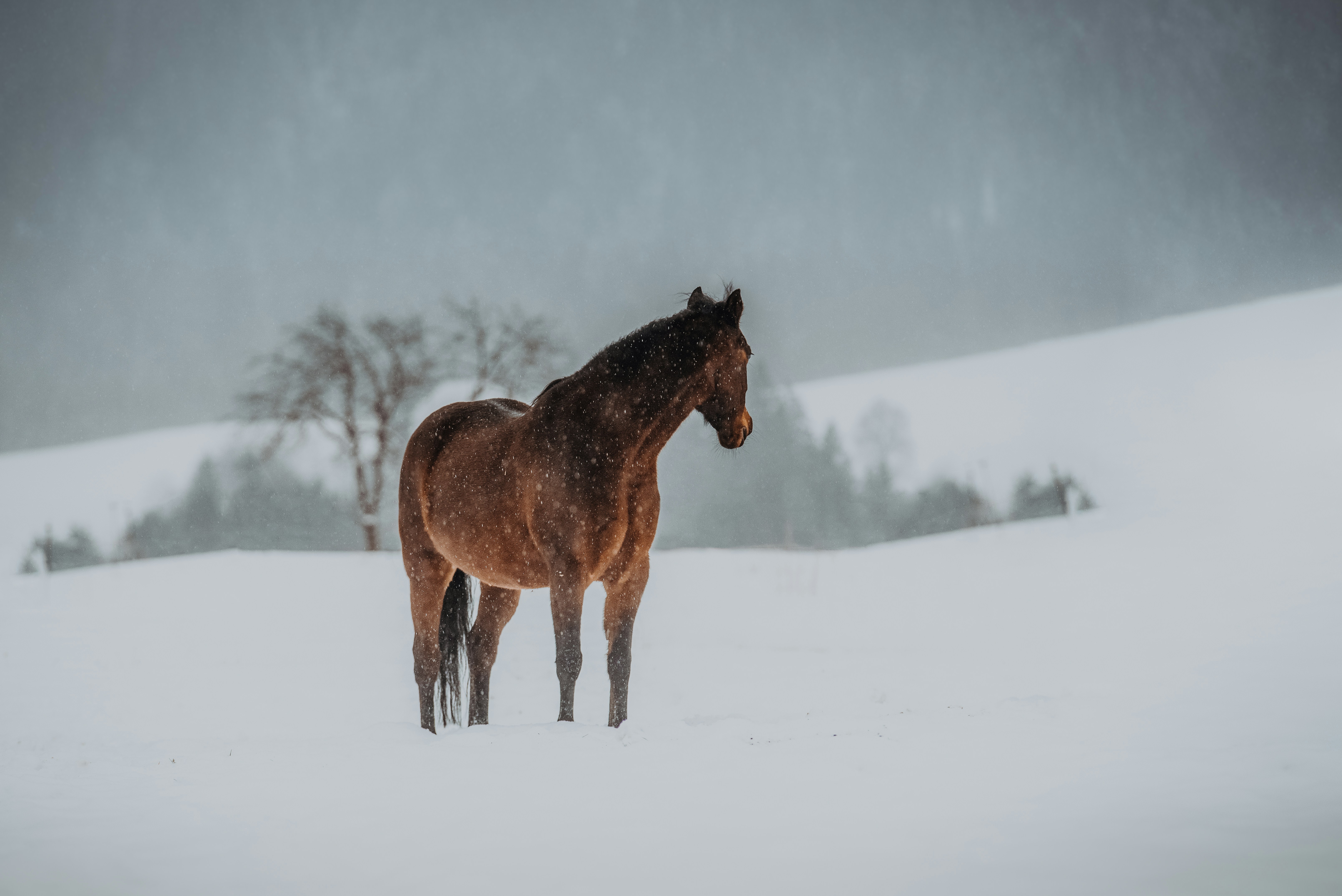 Photo by larabaeri