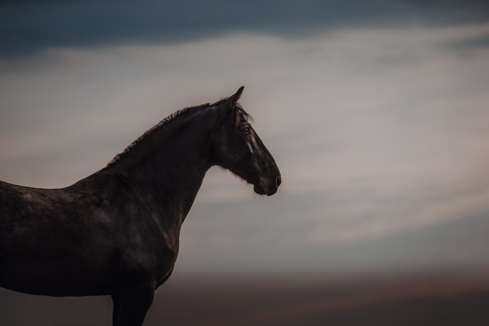 a black horse standing in a field under a cloudy sky