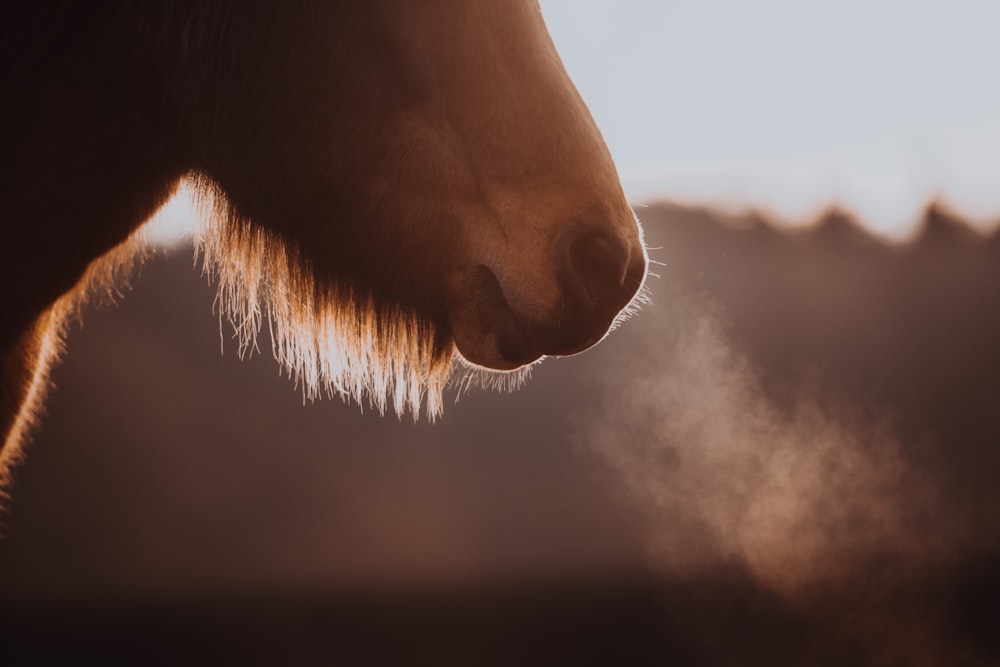 a close up of a horse's face with a blurry background