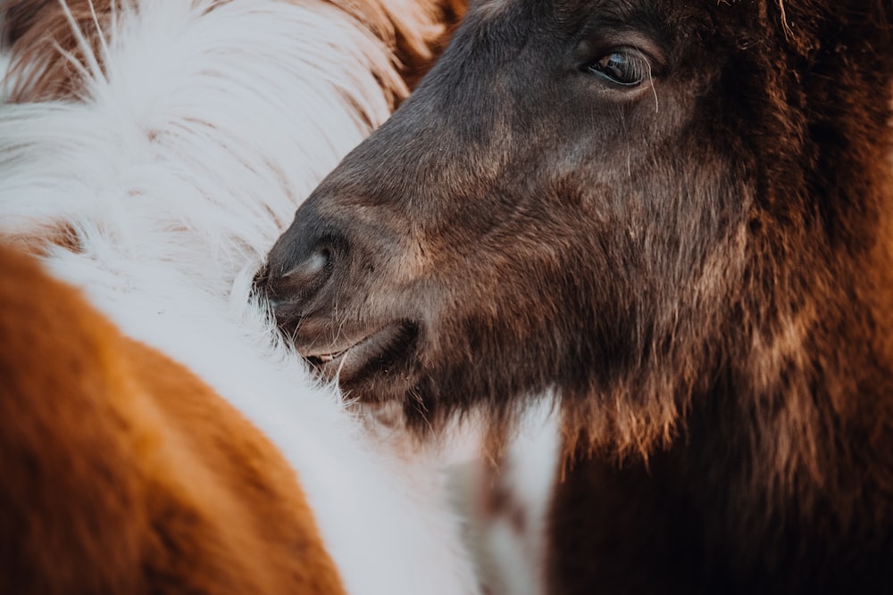 a close up of a brown and white horse