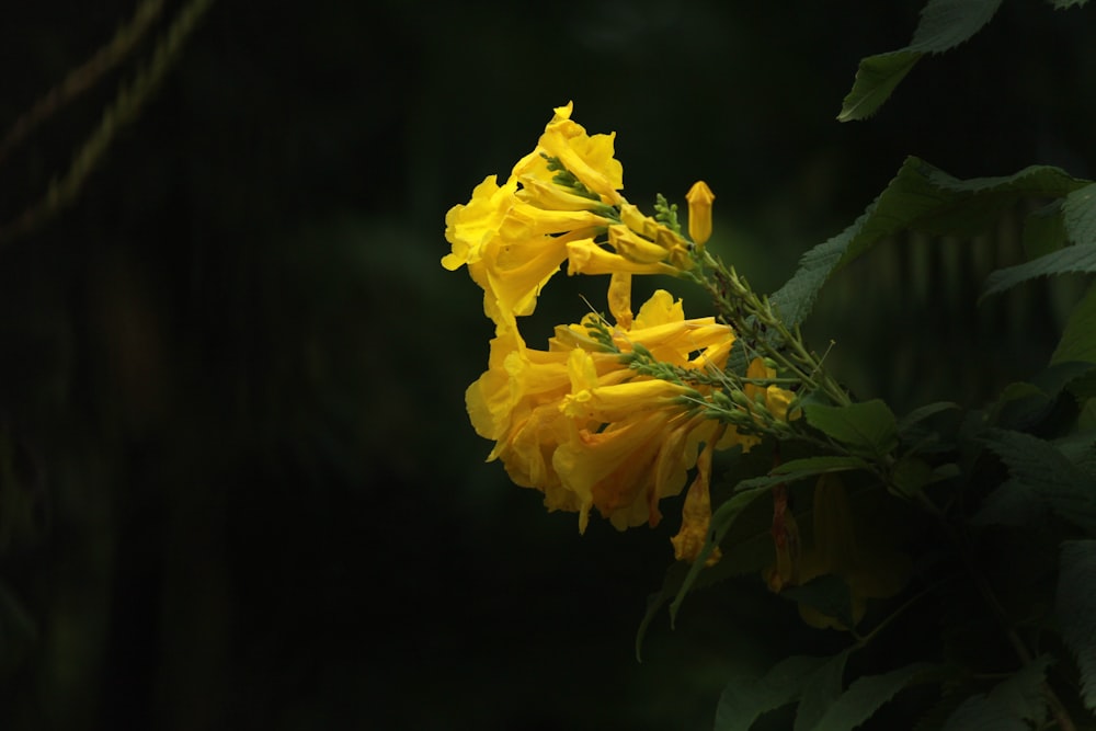 a close up of a yellow flower with green leaves