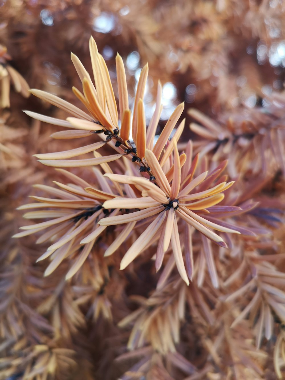 a close up of a pine tree branch