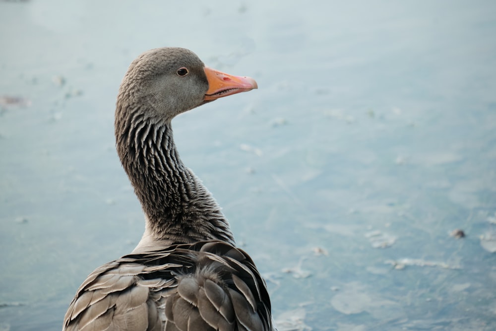 a close up of a duck in a body of water