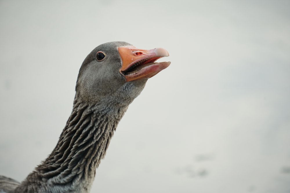 a close up of a duck with a beak open