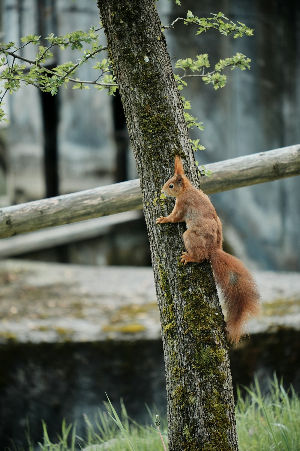 a red squirrel climbing up a tree trunk