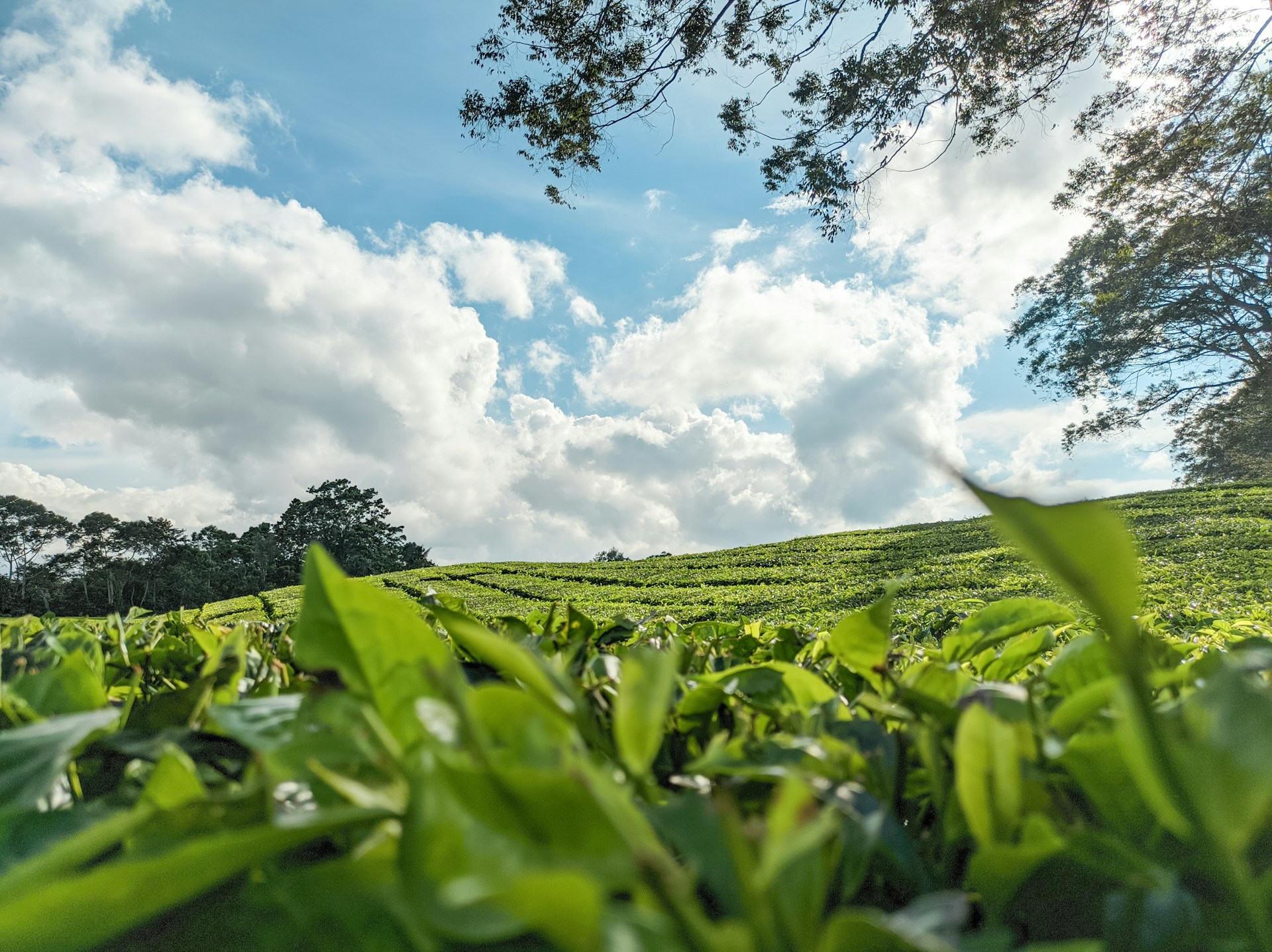 a lush green field under a cloudy blue sky