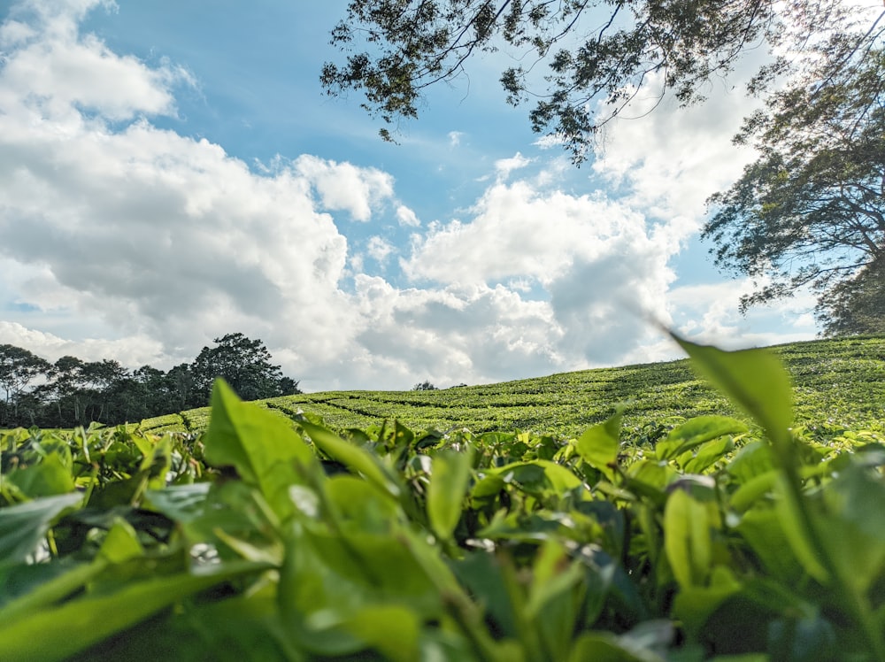 a lush green field under a cloudy blue sky