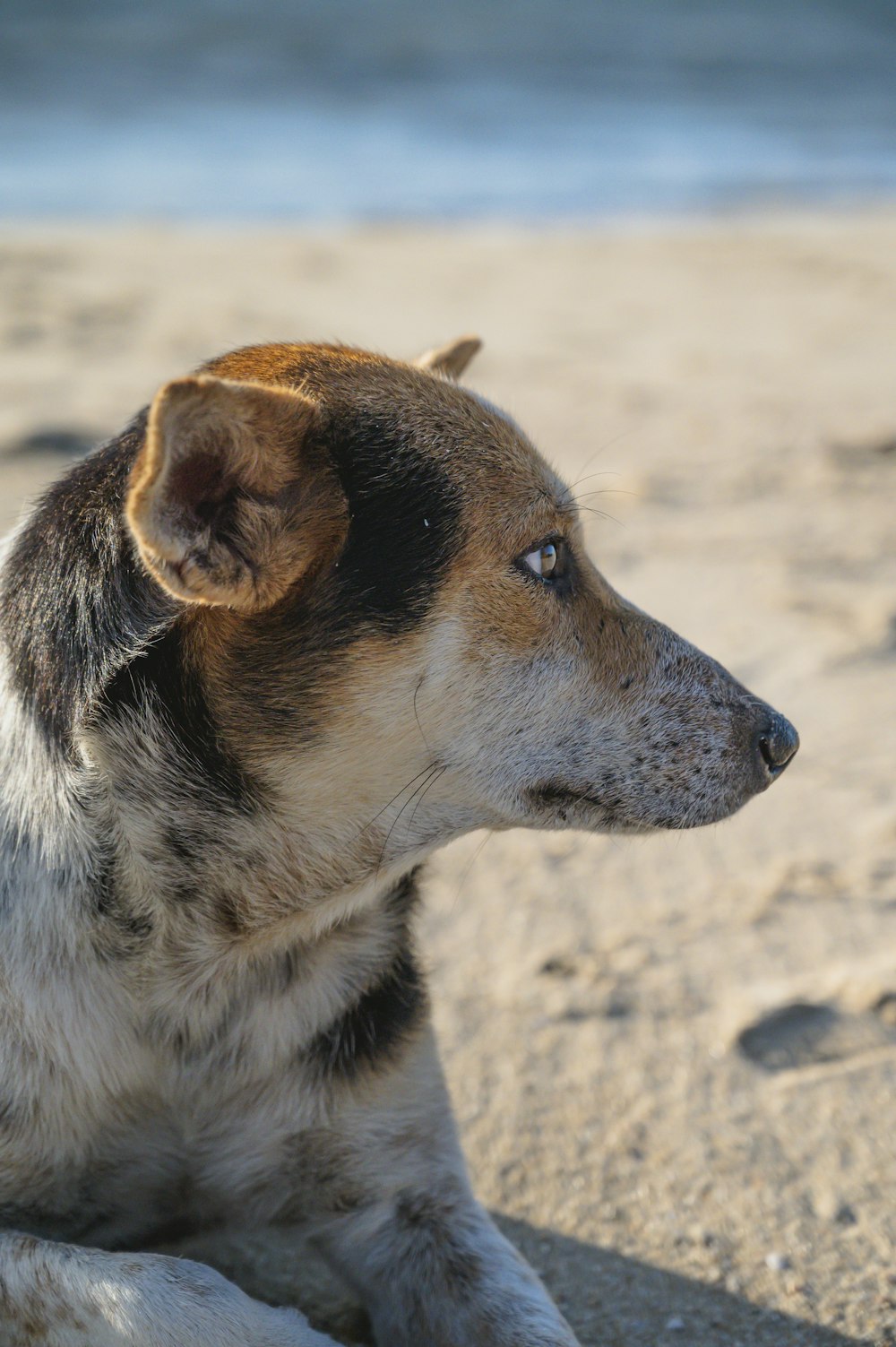 a brown and white dog laying on top of a sandy beach