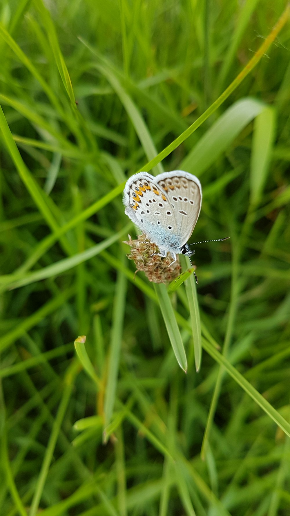 a white butterfly sitting on top of a green plant