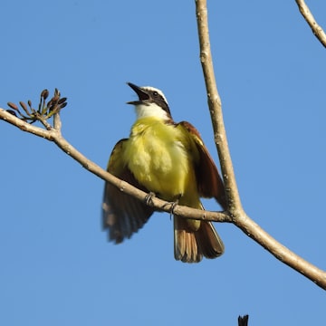 Cover Image for Voice Data Governance Workshop