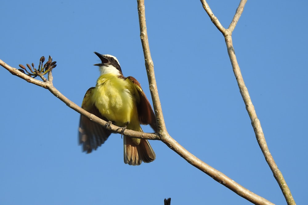 a bird sitting on a branch of a tree