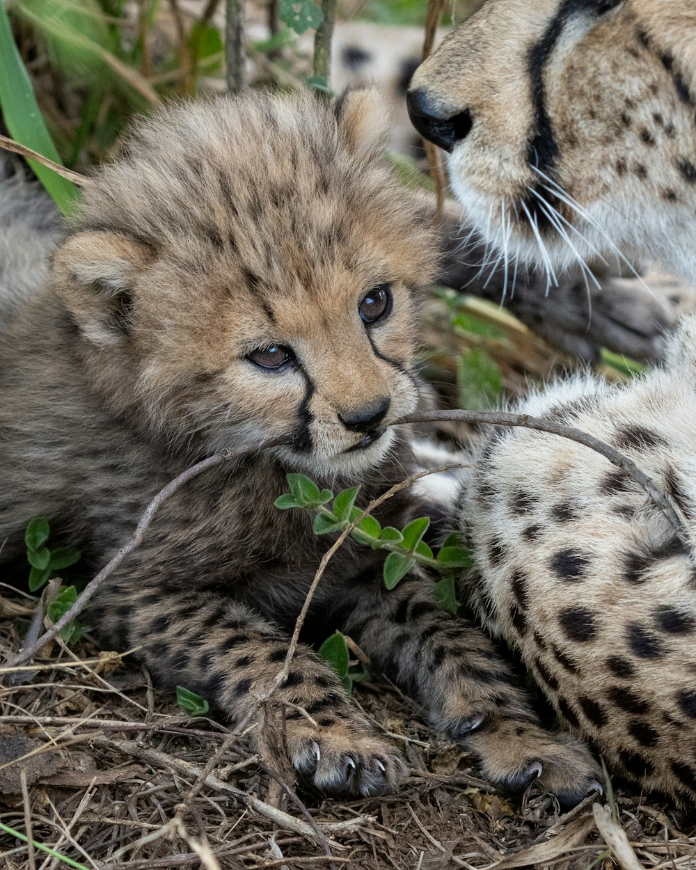 a couple of cheetah cubs laying on the ground
