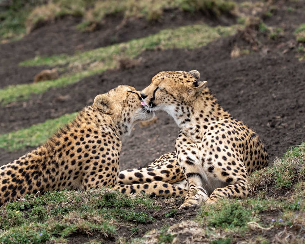 two cheetah laying on the ground with their mouths open