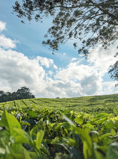 a field of tea plants under a cloudy blue sky