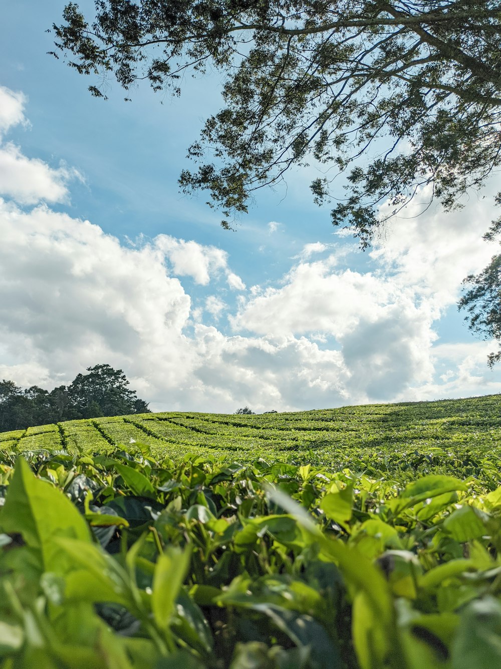 Un campo de plantas de té bajo un cielo azul nublado