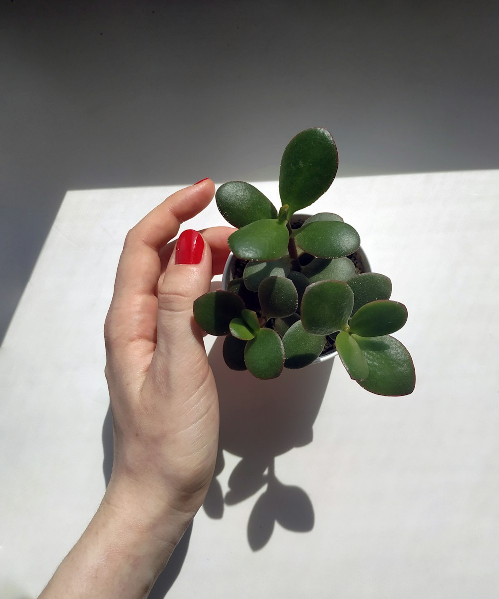 a person holding a small plant in their hand