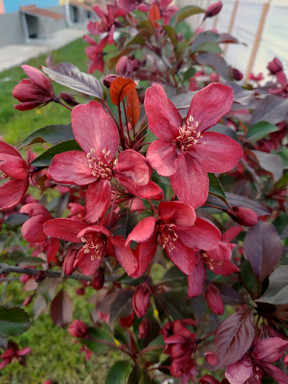 a bush of red flowers with green leaves