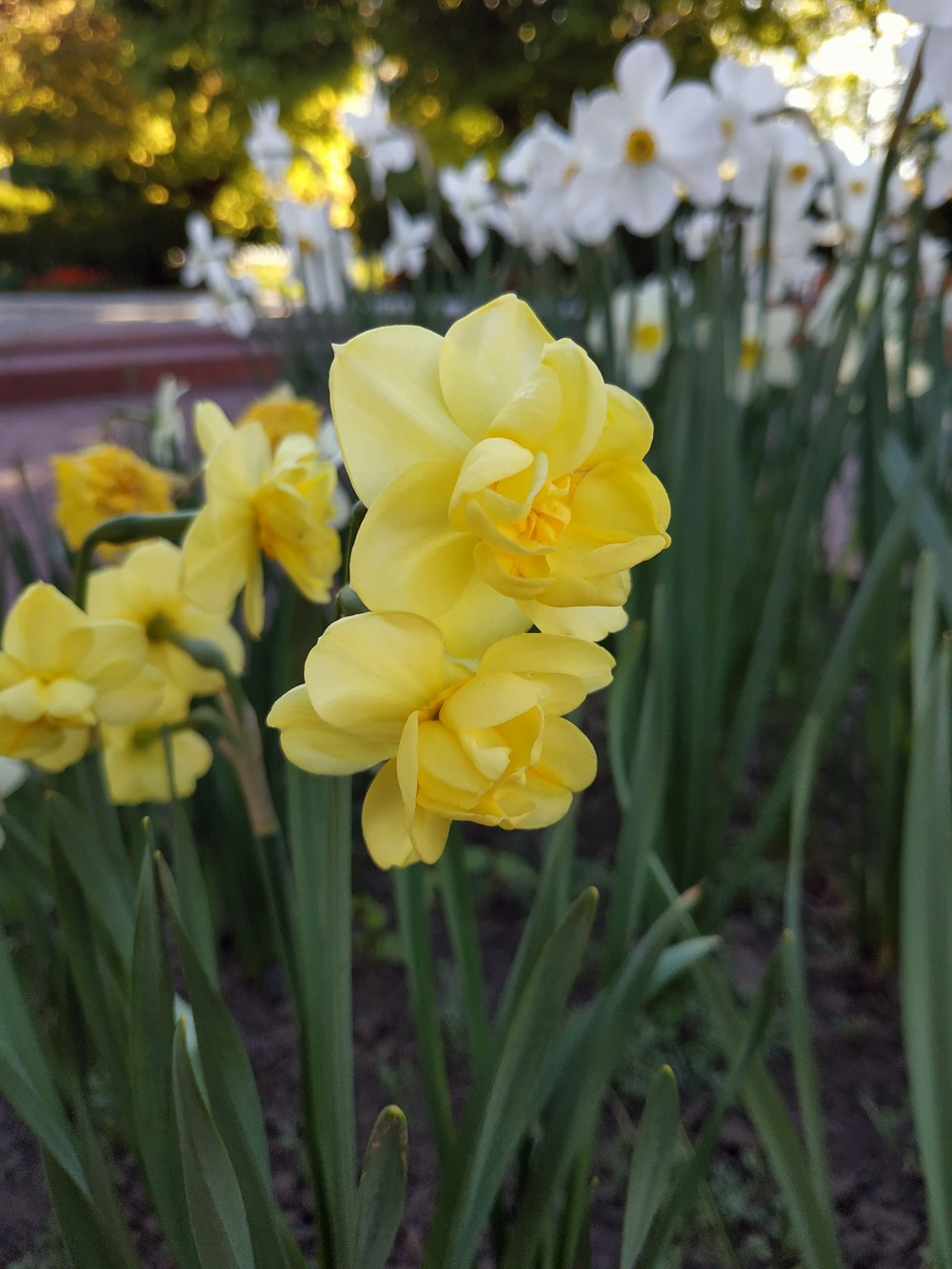 a bunch of yellow and white flowers in a garden