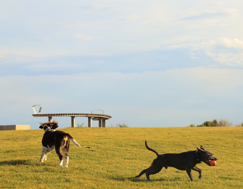 a dog chasing a frisbee in a field