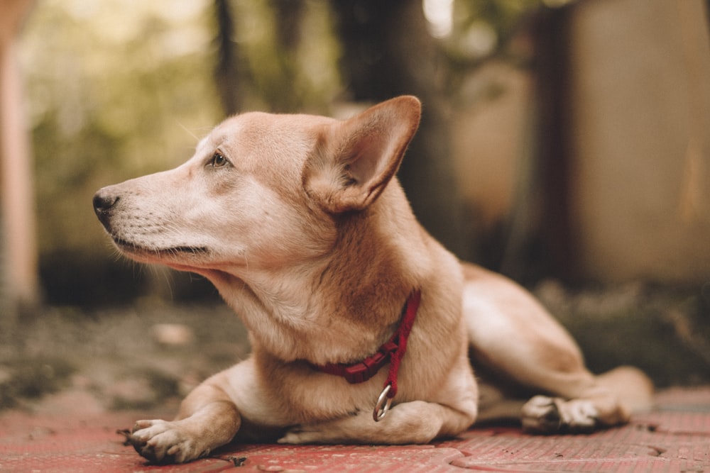 a brown dog laying on top of a red tile floor