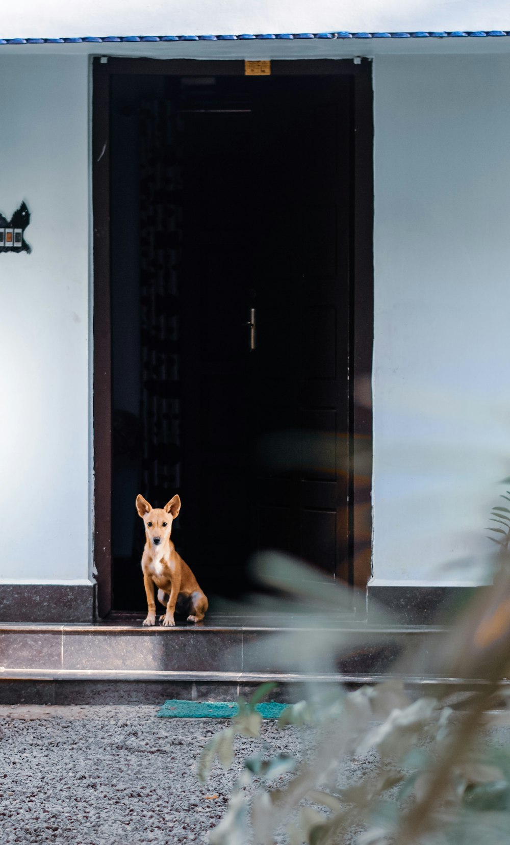 um cão sentado na frente de uma porta