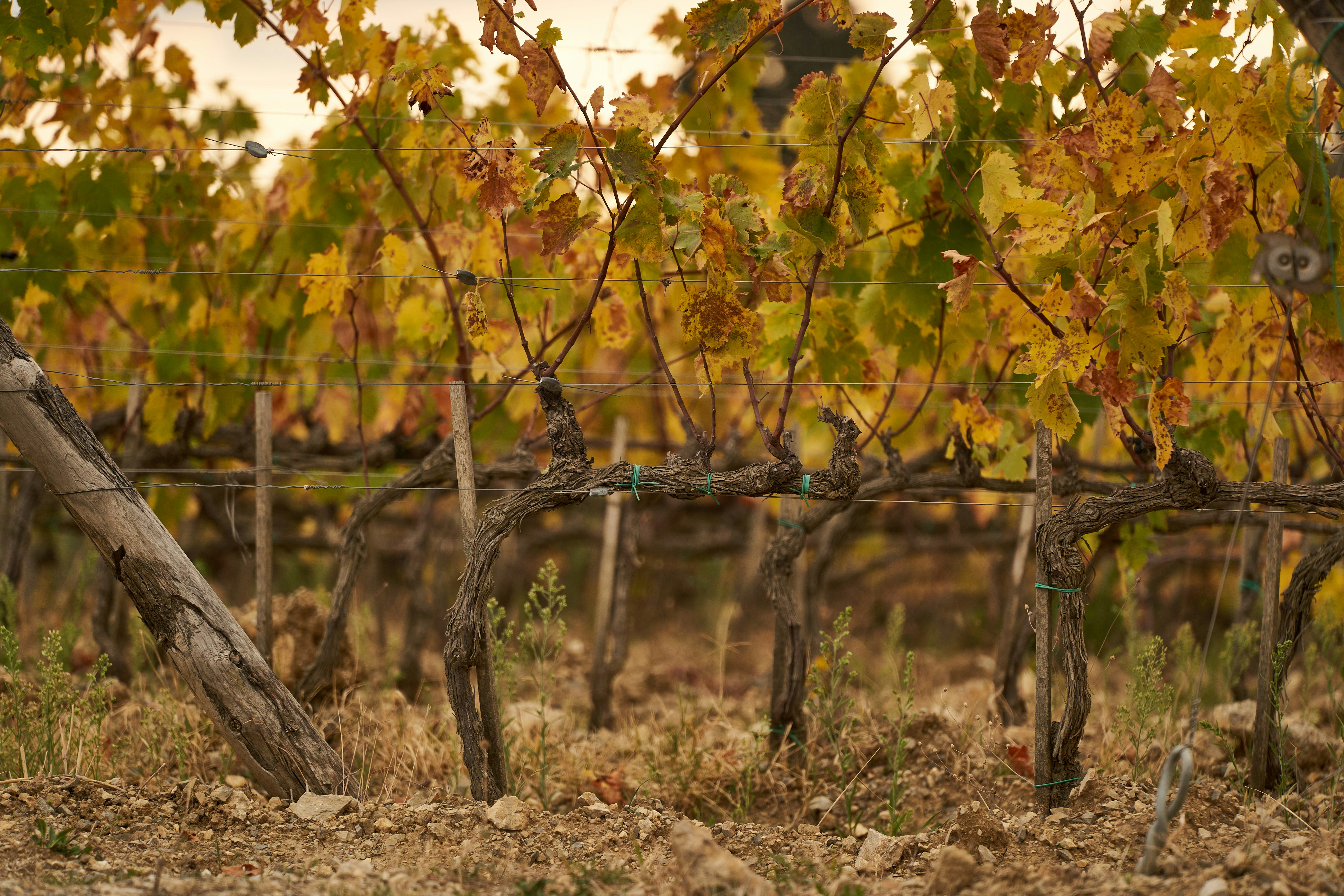 Photo by wolfgang_hasselmann