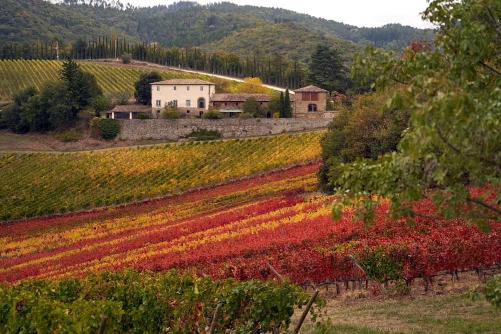 a house in the middle of a field of flowers