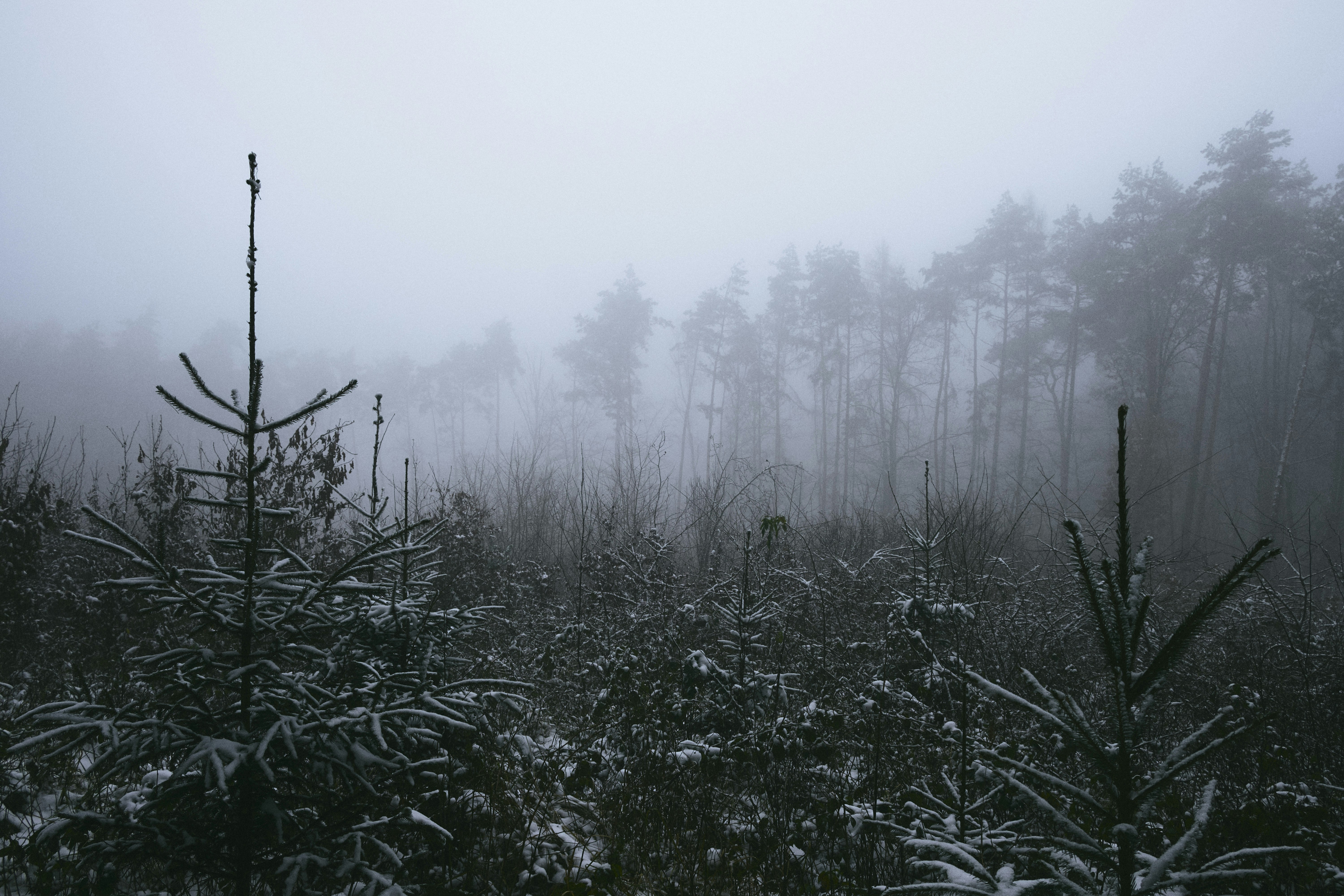 a foggy forest filled with lots of tall trees