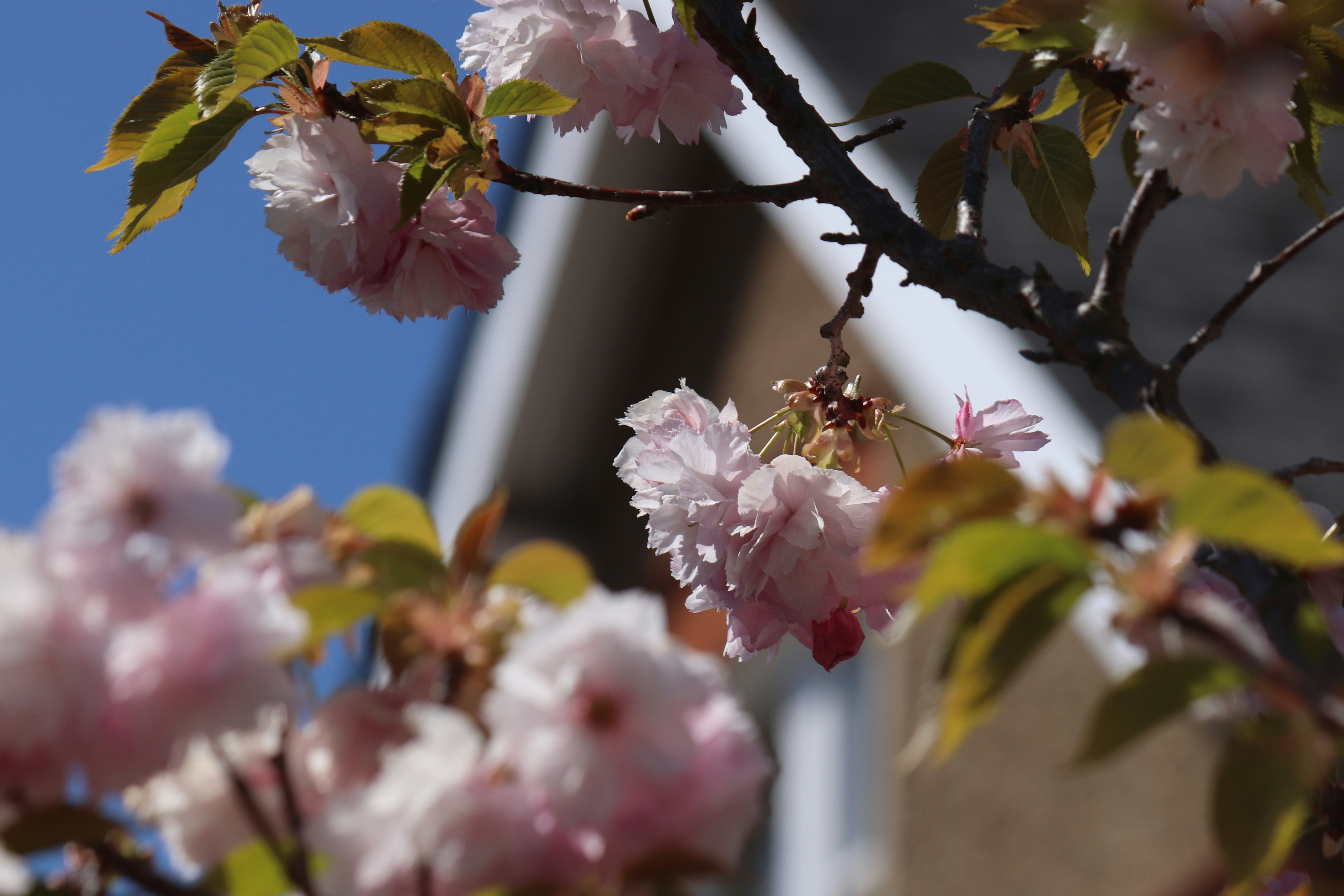 a tree with pink flowers in front of a building