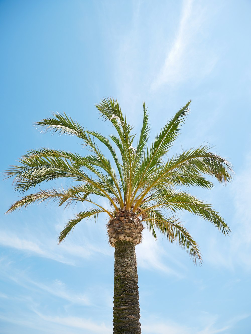 a palm tree with a blue sky in the background