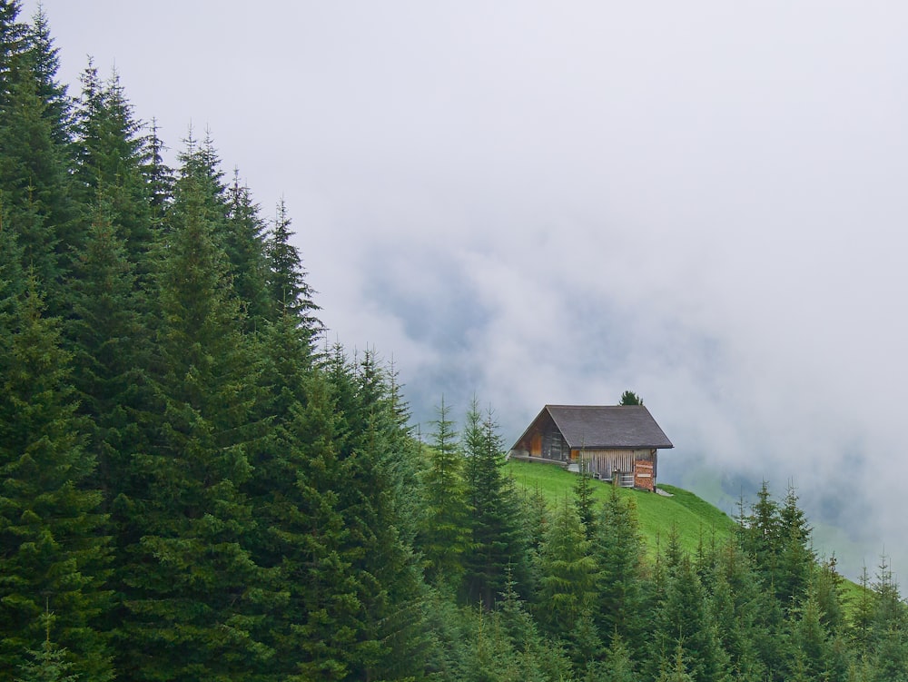 나무로 둘러싸인 푸른 언덕 위의 집