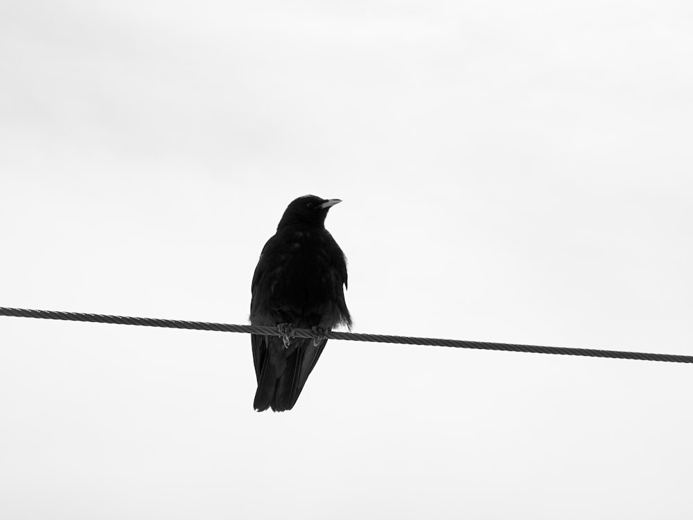 a black bird sitting on top of a power line
