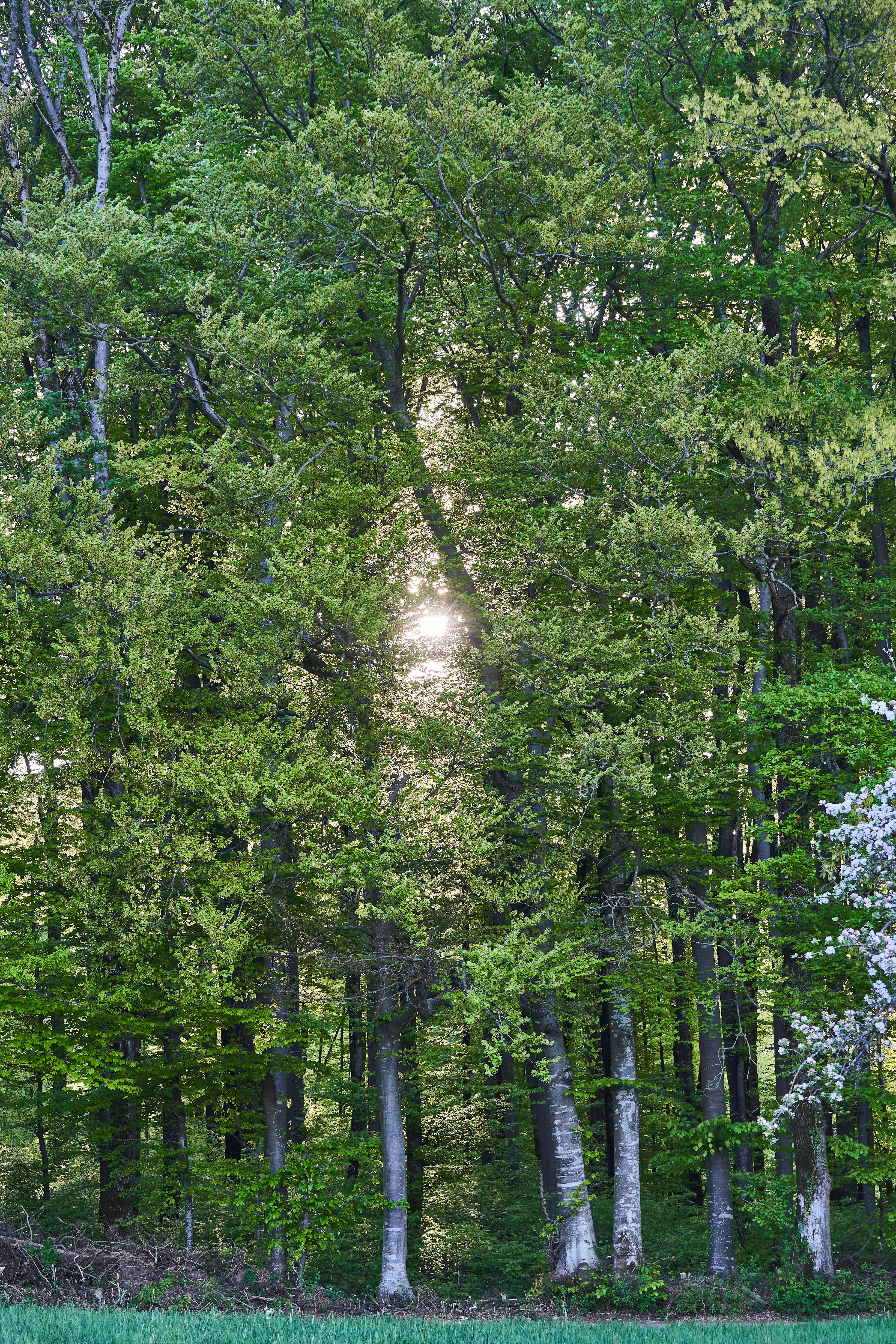 Photo by wolfgang_hasselmann