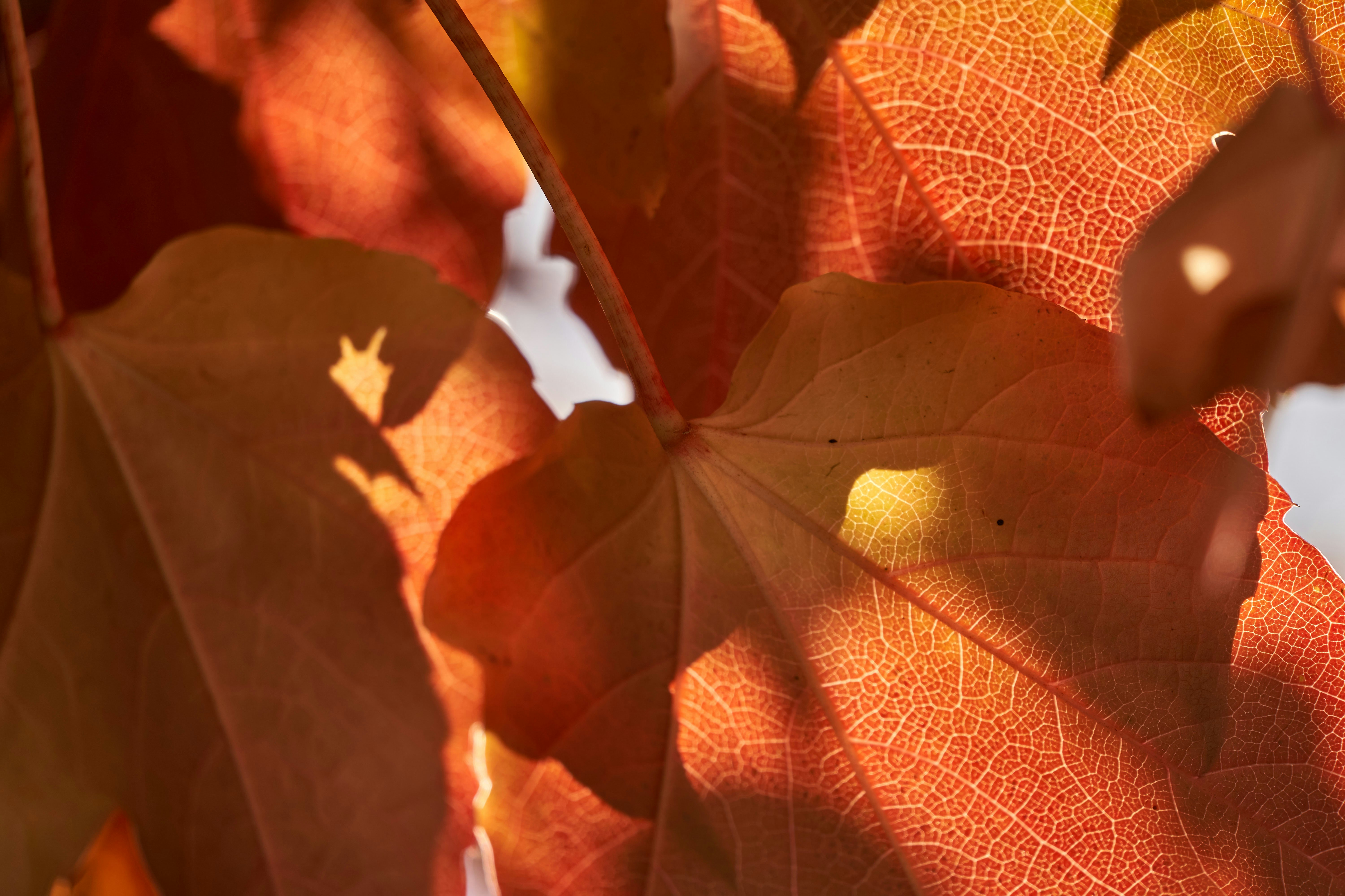 Photo by wolfgang_hasselmann