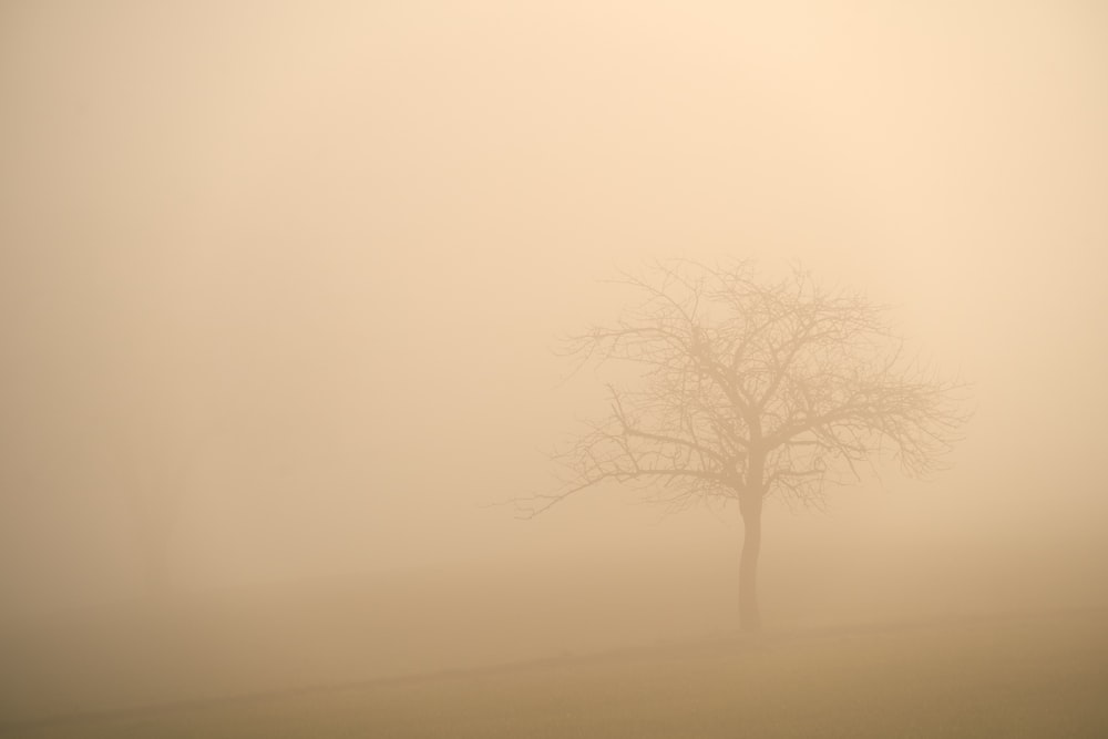 a lone tree in a foggy field