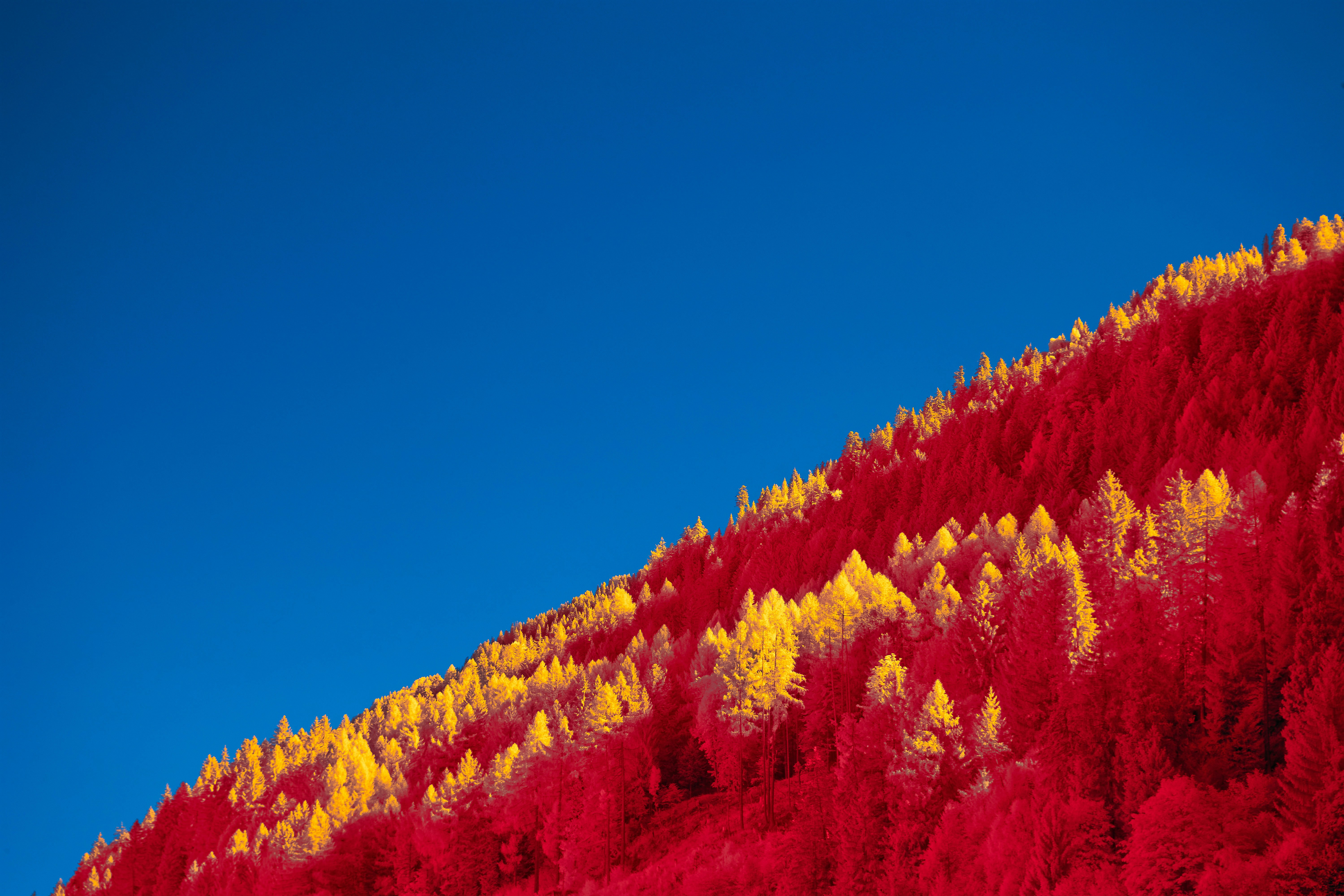 9 Color Palette Ideas for Mountain Elopements in Colorado