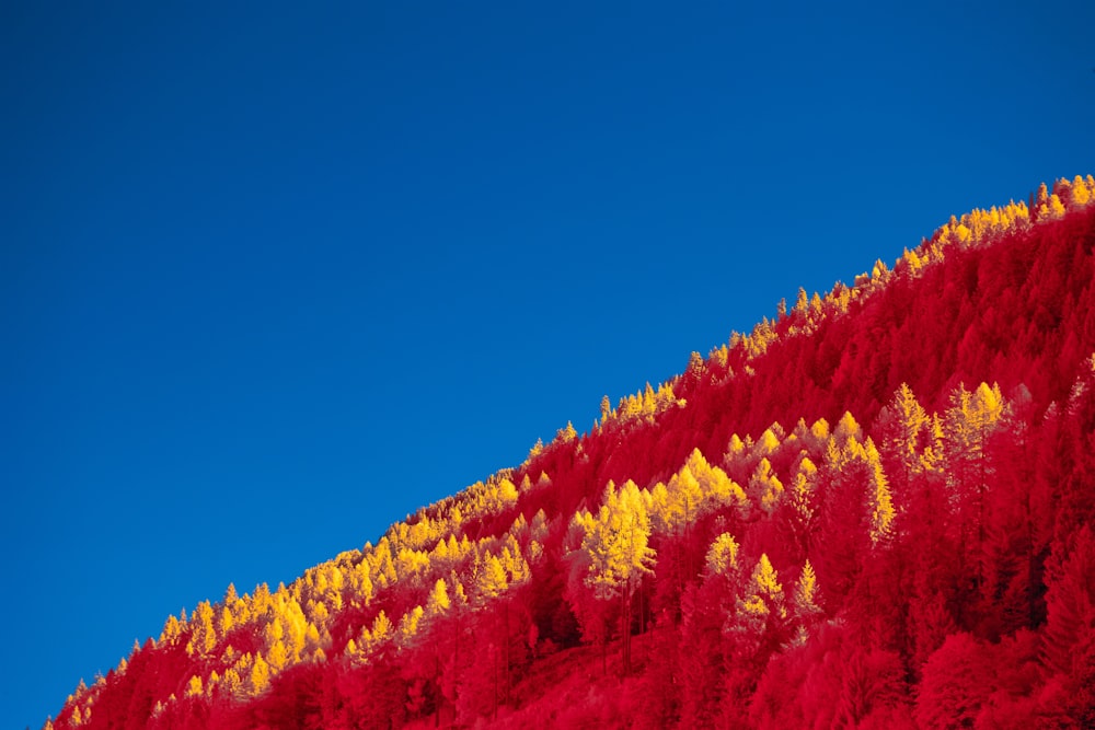 a mountain covered in red and yellow trees