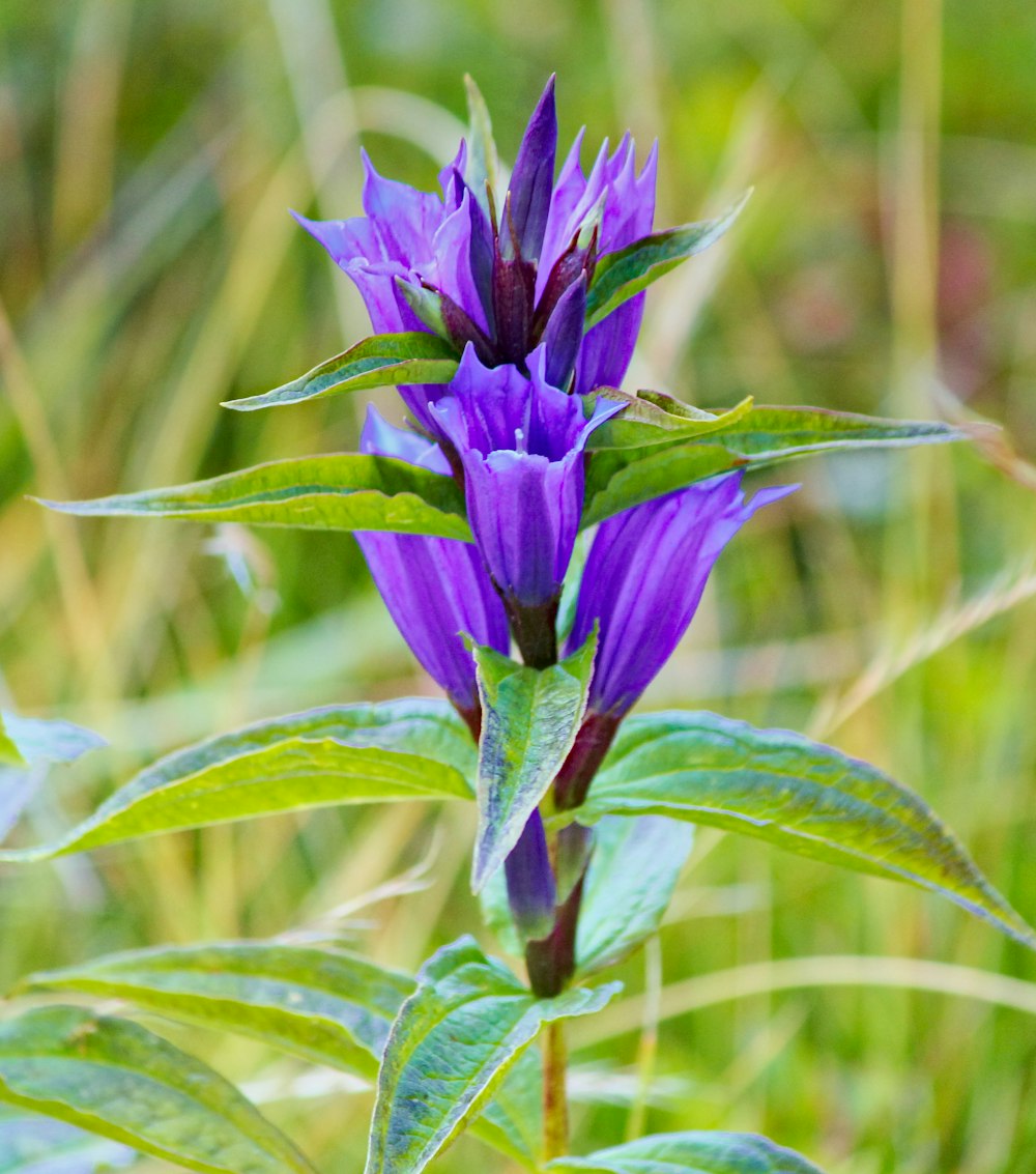 a purple flower with green leaves in a field