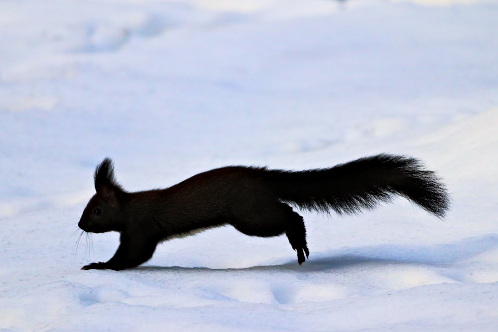 a black squirrel running through the snow