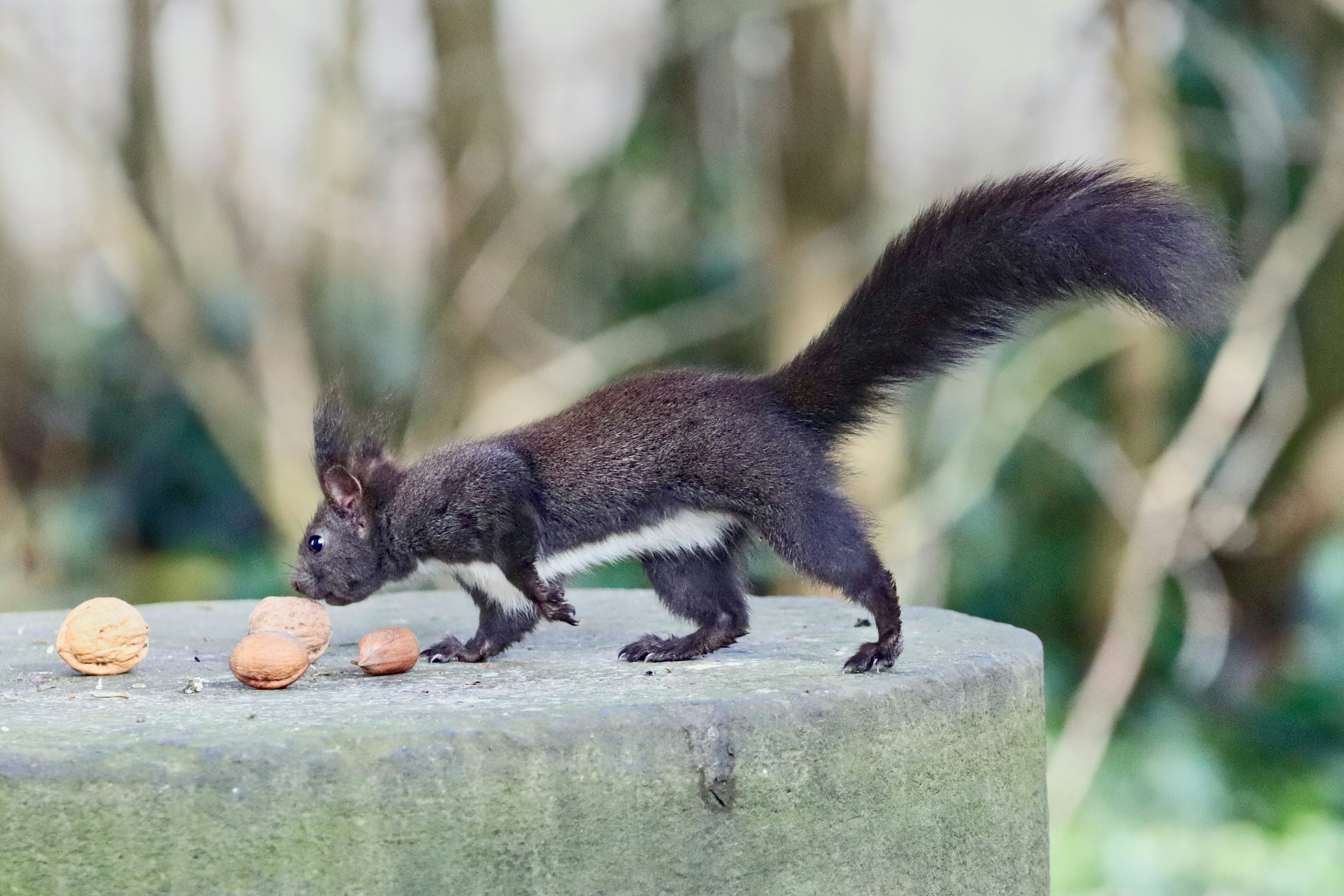 Organic fox nuts health benefits