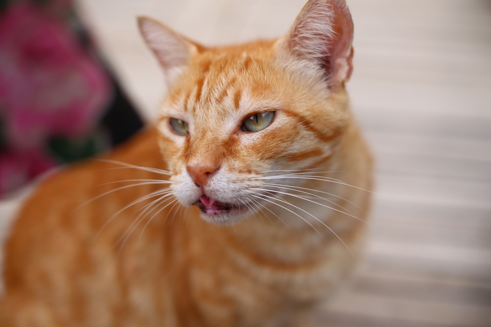 a close up of a cat with a surprised look on its face