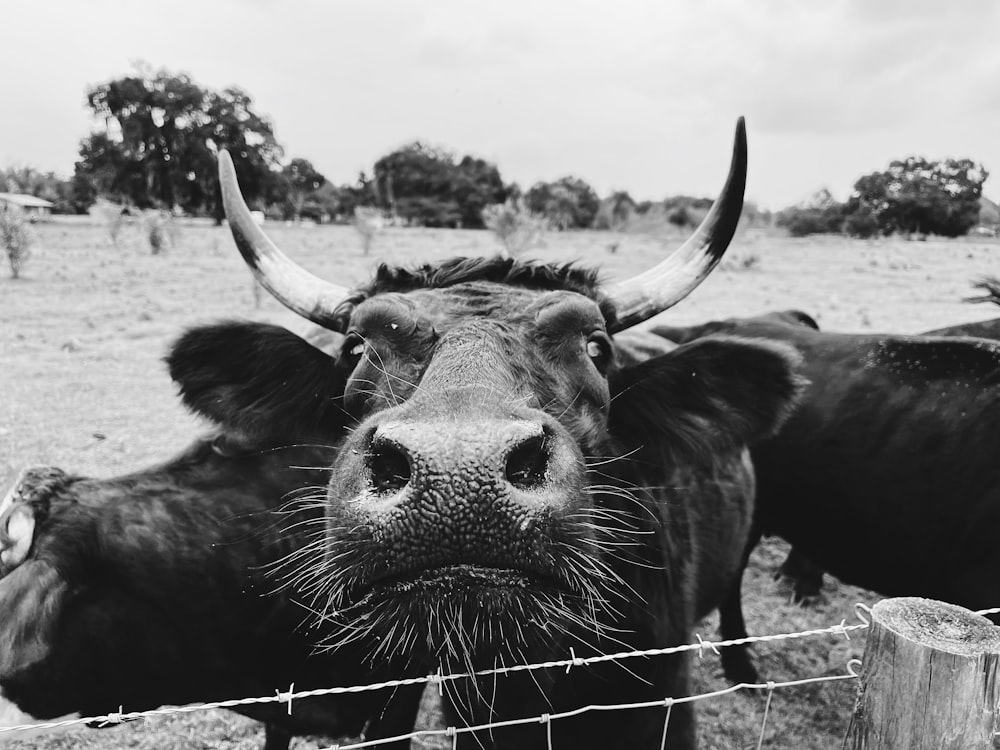 a black and white photo of a cow behind a barbed wire fence