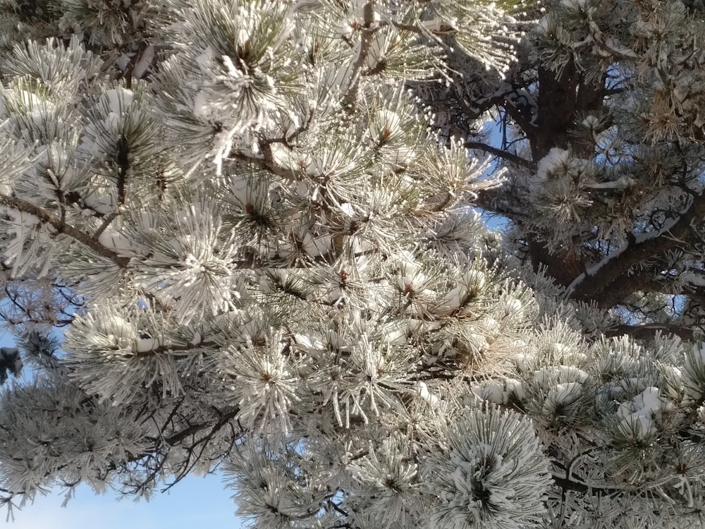 the branches of a pine tree are covered in ice