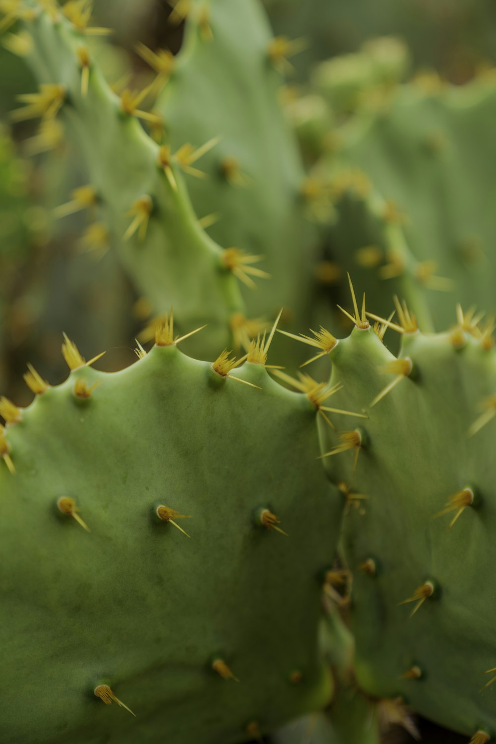 a close up of a green cactus plant