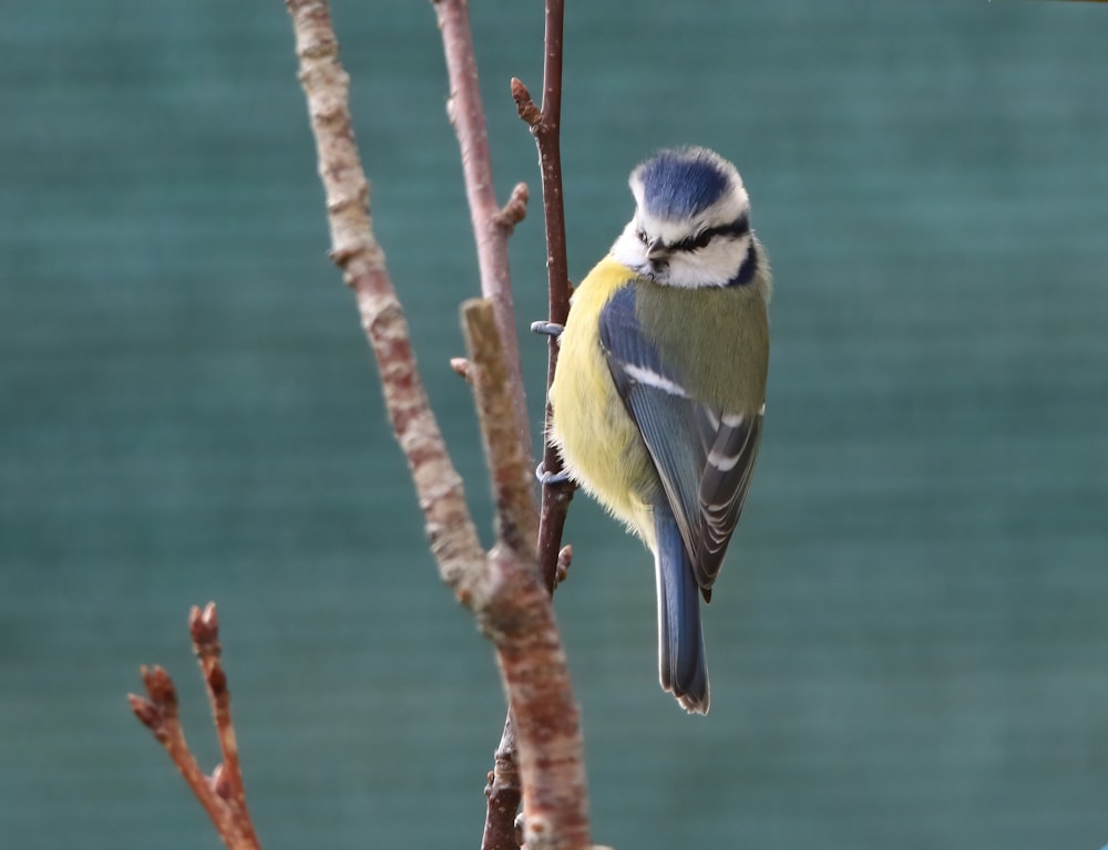 a blue and yellow bird perched on a tree branch