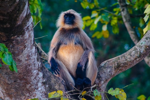 A langur monkey is sitting on a tree branch, surrounded by lush green foliage. The monkey has a distinctive black face with light fur on its body and long limbs.