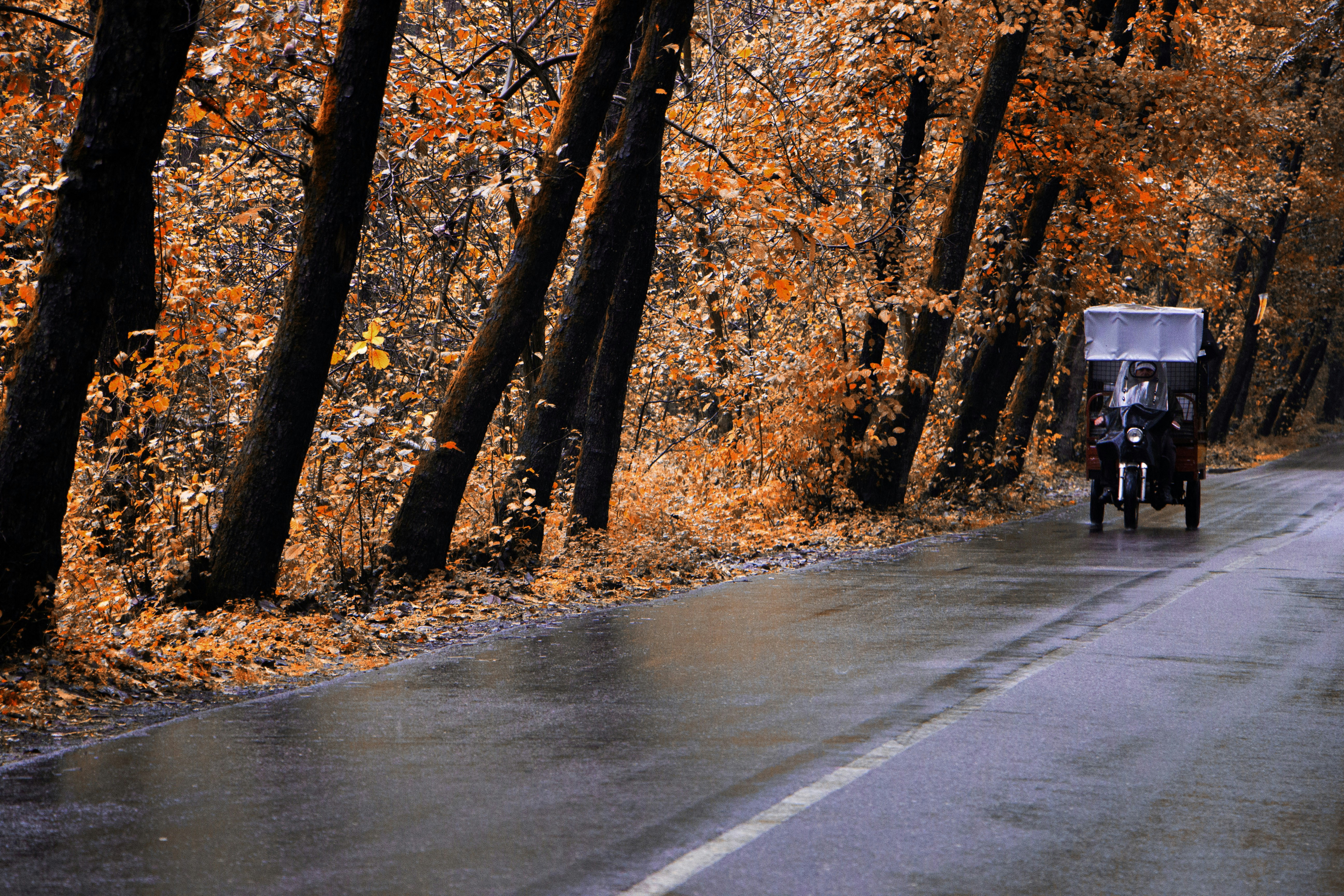 a horse drawn carriage traveling down a tree lined road